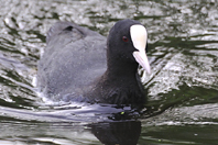 Fulica atra